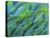 Abstract Close-Up of Snapper Fish, Raja Ampat, Papua, Indonesia-Jones-Shimlock-Stretched Canvas