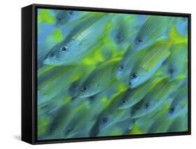 Abstract Close-Up of Snapper Fish, Raja Ampat, Papua, Indonesia-Jones-Shimlock-Framed Stretched Canvas