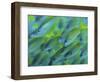 Abstract Close-Up of Snapper Fish, Raja Ampat, Papua, Indonesia-Jones-Shimlock-Framed Photographic Print