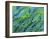 Abstract Close-Up of Snapper Fish, Raja Ampat, Papua, Indonesia-Jones-Shimlock-Framed Photographic Print