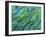 Abstract Close-Up of Snapper Fish, Raja Ampat, Papua, Indonesia-Jones-Shimlock-Framed Photographic Print