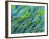 Abstract Close-Up of Snapper Fish, Raja Ampat, Papua, Indonesia-Jones-Shimlock-Framed Photographic Print