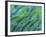 Abstract Close-Up of Snapper Fish, Raja Ampat, Papua, Indonesia-Jones-Shimlock-Framed Photographic Print