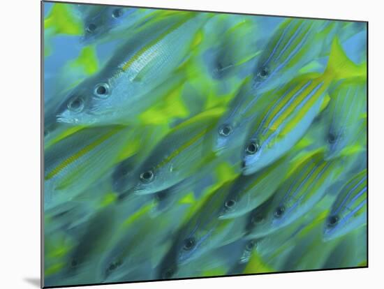 Abstract Close-Up of Snapper Fish, Raja Ampat, Papua, Indonesia-Jones-Shimlock-Mounted Photographic Print