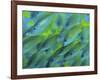 Abstract Close-Up of Snapper Fish, Raja Ampat, Papua, Indonesia-Jones-Shimlock-Framed Photographic Print