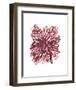 Abstract Dahlia-Kiana Mosley-Framed Art Print