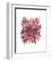 Abstract Dahlia-Kiana Mosley-Framed Art Print