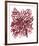 Abstract Dahlia-Kiana Mosley-Framed Art Print