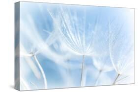 Abstract Dandelion Background-Anna Omelchenko-Stretched Canvas