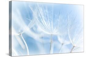 Abstract Dandelion Background-Anna Omelchenko-Stretched Canvas