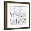 Abstract Dandelion Flower-null-Framed Art Print