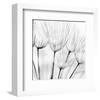 Abstract Dandelion Flower-null-Framed Art Print