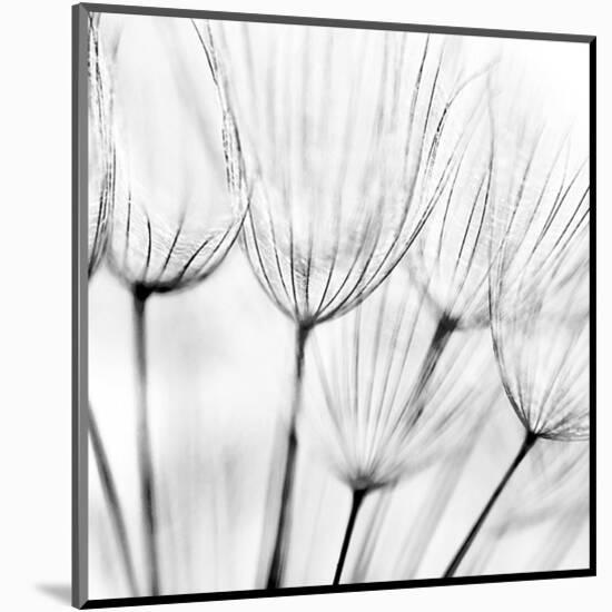 Abstract Dandelion Flower-null-Mounted Art Print
