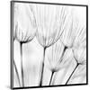 Abstract Dandelion Flower-null-Mounted Art Print