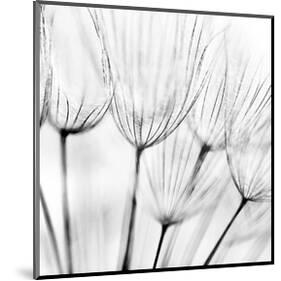 Abstract Dandelion Flower-null-Mounted Art Print