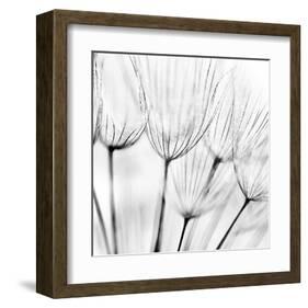 Abstract Dandelion Flower-null-Framed Art Print