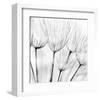 Abstract Dandelion Flower-null-Framed Art Print