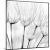 Abstract Dandelion Flower-null-Mounted Art Print