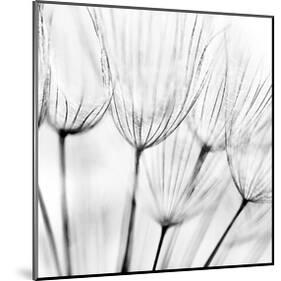 Abstract Dandelion Flower-null-Mounted Art Print