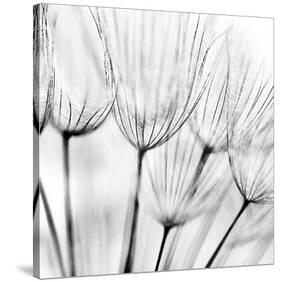 Abstract Dandelion Flower-null-Stretched Canvas