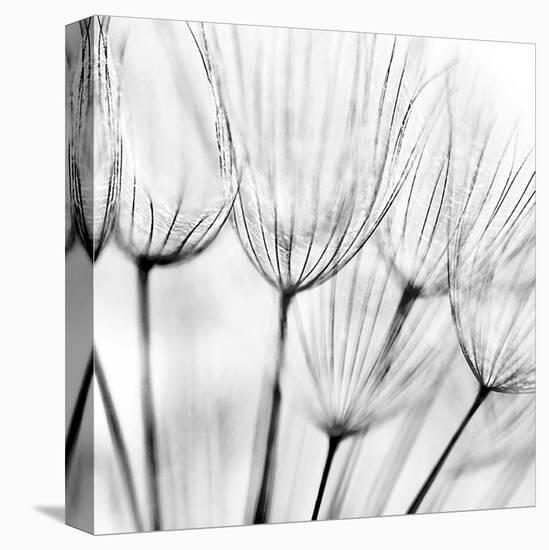 Abstract Dandelion Flower-null-Stretched Canvas