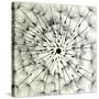 Abstract Dandelion Illustration Spring Concept-Kristaps Eberlins-Stretched Canvas