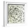 Abstract Dandelion Illustration Spring Concept-Kristaps Eberlins-Framed Art Print