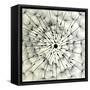 Abstract Dandelion Illustration Spring Concept-Kristaps Eberlins-Framed Stretched Canvas