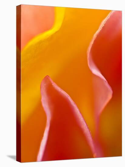 Abstract Detail of Flower Petals-Nancy Rotenberg-Stretched Canvas