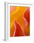 Abstract Detail of Flower Petals-Nancy Rotenberg-Framed Photographic Print