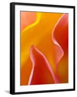 Abstract Detail of Flower Petals-Nancy Rotenberg-Framed Photographic Print