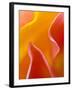 Abstract Detail of Flower Petals-Nancy Rotenberg-Framed Photographic Print