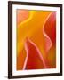 Abstract Detail of Flower Petals-Nancy Rotenberg-Framed Photographic Print