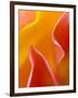 Abstract Detail of Flower Petals-Nancy Rotenberg-Framed Photographic Print