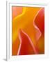 Abstract Detail of Flower Petals-Nancy Rotenberg-Framed Photographic Print