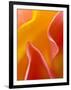 Abstract Detail of Flower Petals-Nancy Rotenberg-Framed Photographic Print