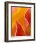 Abstract Detail of Flower Petals-Nancy Rotenberg-Framed Photographic Print