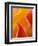 Abstract Detail of Flower Petals-Nancy Rotenberg-Framed Photographic Print