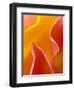 Abstract Detail of Flower Petals-Nancy Rotenberg-Framed Photographic Print