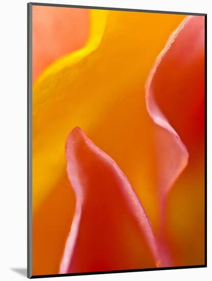 Abstract Detail of Flower Petals-Nancy Rotenberg-Mounted Photographic Print