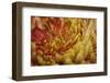 Abstract Floral Background-nagib-Framed Photographic Print