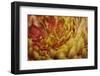 Abstract Floral Background-nagib-Framed Photographic Print