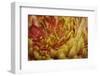 Abstract Floral Background-nagib-Framed Photographic Print