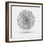 Abstract Floral Background-Helga Pataki-Framed Art Print