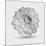 Abstract Floral Flower Dahlia-Helga Pataki-Mounted Art Print
