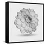 Abstract Floral Flower Dahlia-Helga Pataki-Framed Stretched Canvas