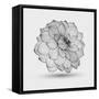 Abstract Floral Flower Dahlia-Helga Pataki-Framed Stretched Canvas