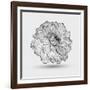 Abstract Floral Flower Dahlia-Helga Pataki-Framed Art Print