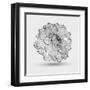 Abstract Floral Flower Dahlia-Helga Pataki-Framed Art Print