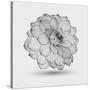 Abstract Floral Flower Dahlia-Helga Pataki-Stretched Canvas